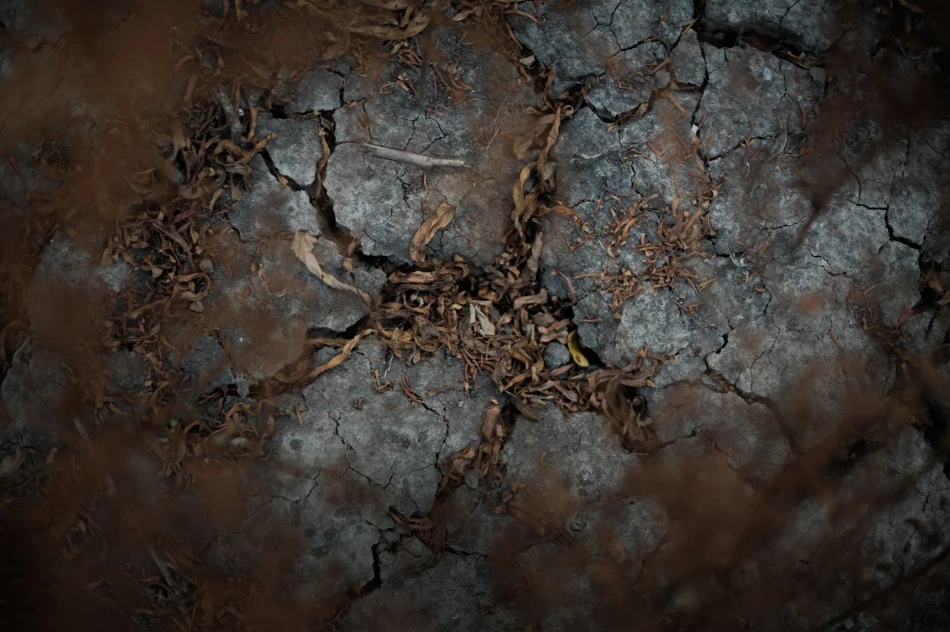 Ciénega- ngôi làng không có trẻ em ảnh 8